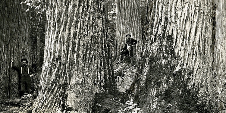 {Castanea dentata}